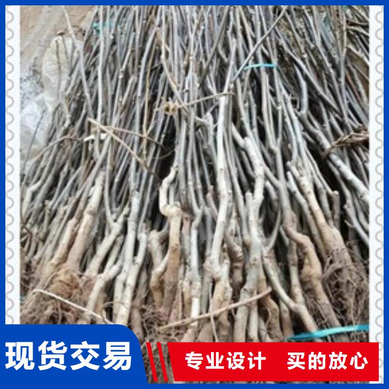 核桃苗-蓝莓苗拒绝差价