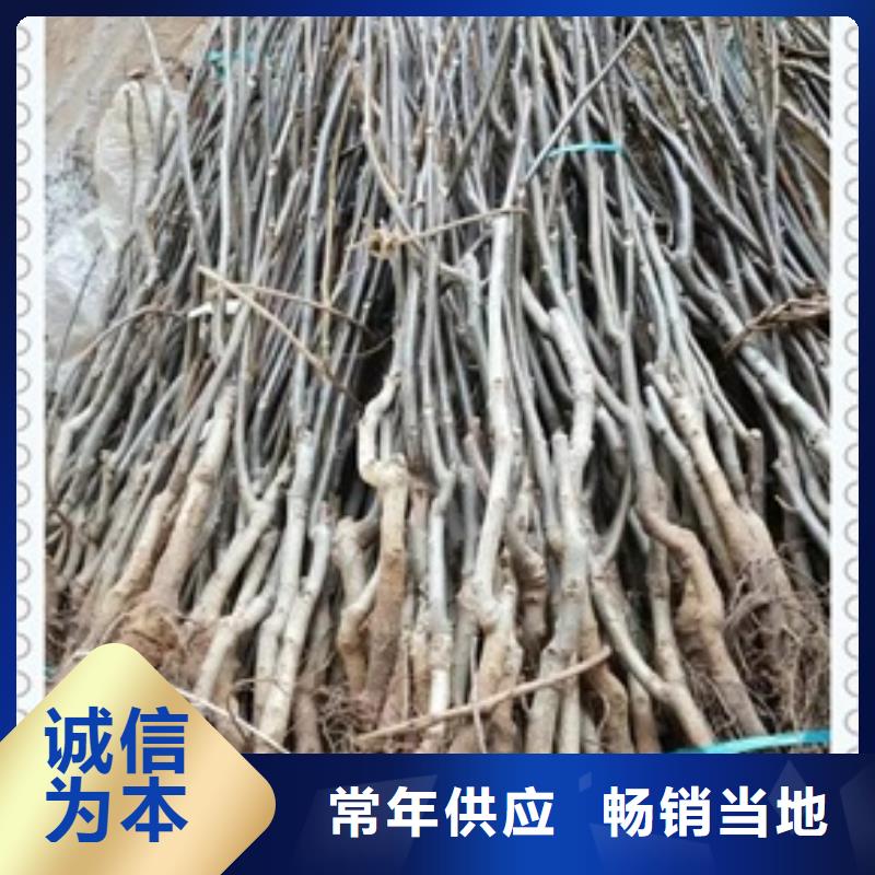 核桃苗-视频-淮安市核桃苗-兴海苗木种植社(淮安市分公司)服务区域淮阴|金湖|无锡|徐州|南通|盐城|镇江