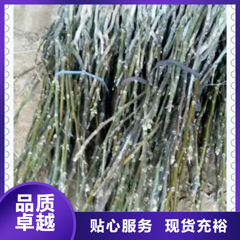 核桃苗 【梨树苗】大库存无缺货危机-兴海苗木种植社(淮安市分公司)