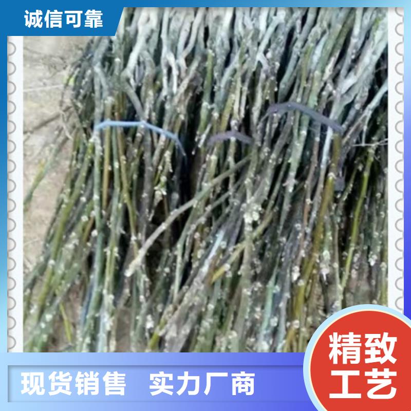 核桃苗安心购