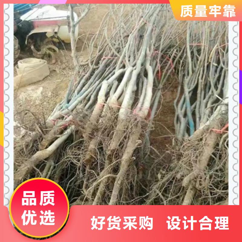 核桃苗 【梨树苗】大库存无缺货危机-兴海苗木种植社(淮安市分公司)