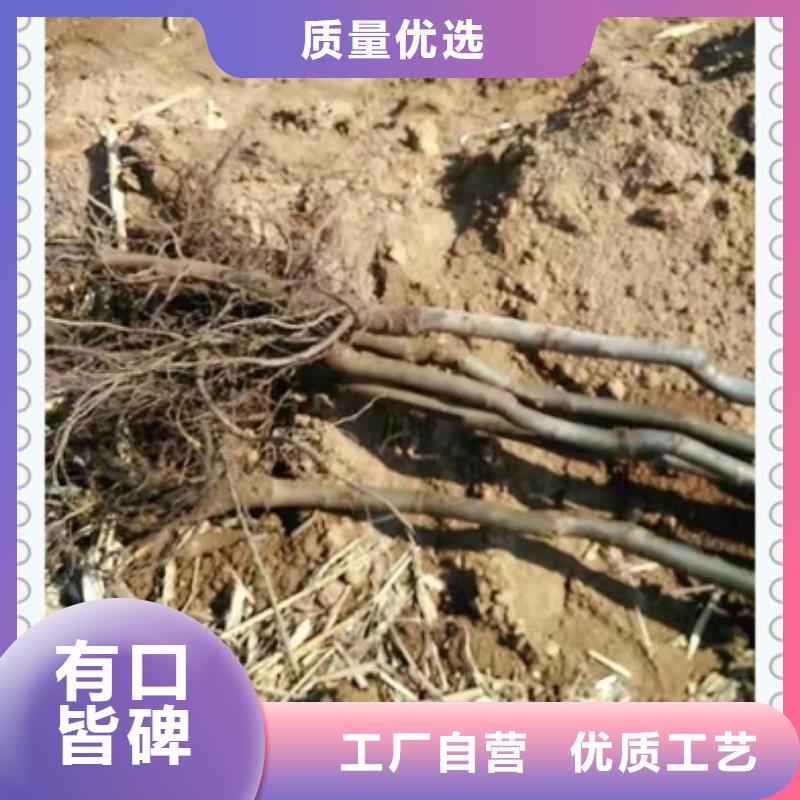 【 核桃苗_桃树苗免费回电】