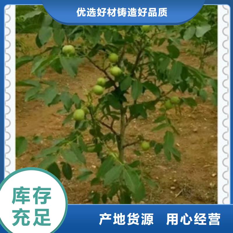 核桃苗板栗苗检验发货