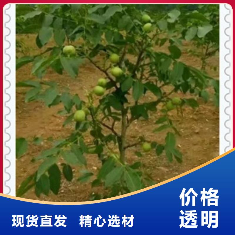 核桃苗 【梨树苗】大库存无缺货危机兴海核桃苗