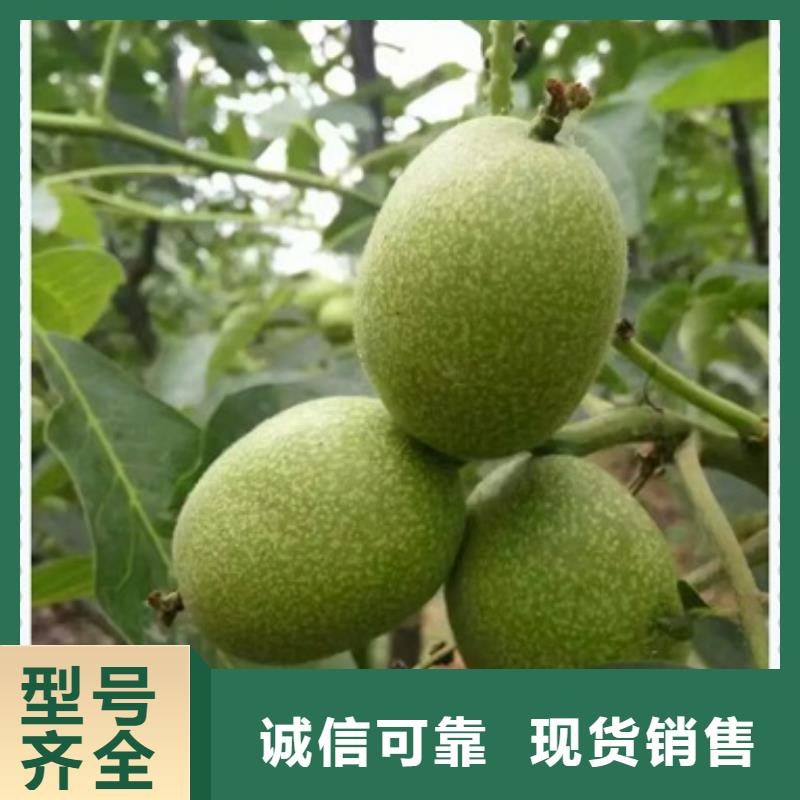 |兴海核桃苗_【山楂苗】精心