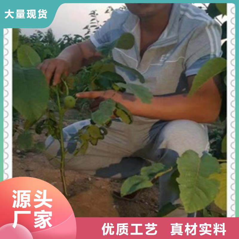 核桃苗花椒苗批发供应