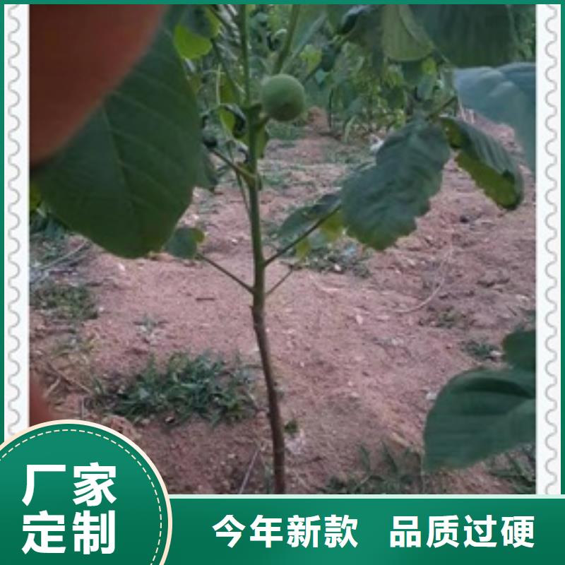 【 核桃苗_桃树苗免费回电】