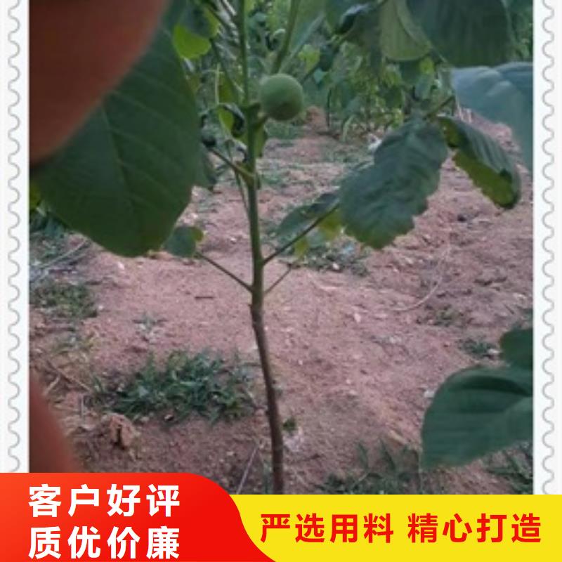 核桃苗花椒苗批發供應