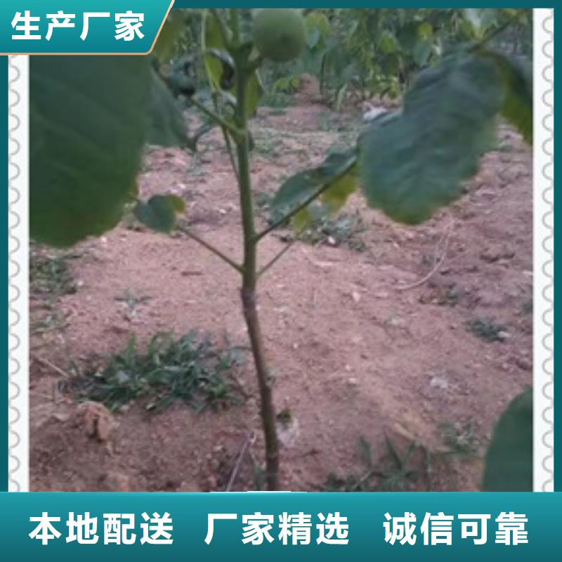 【 核桃苗_桃树苗免费回电】