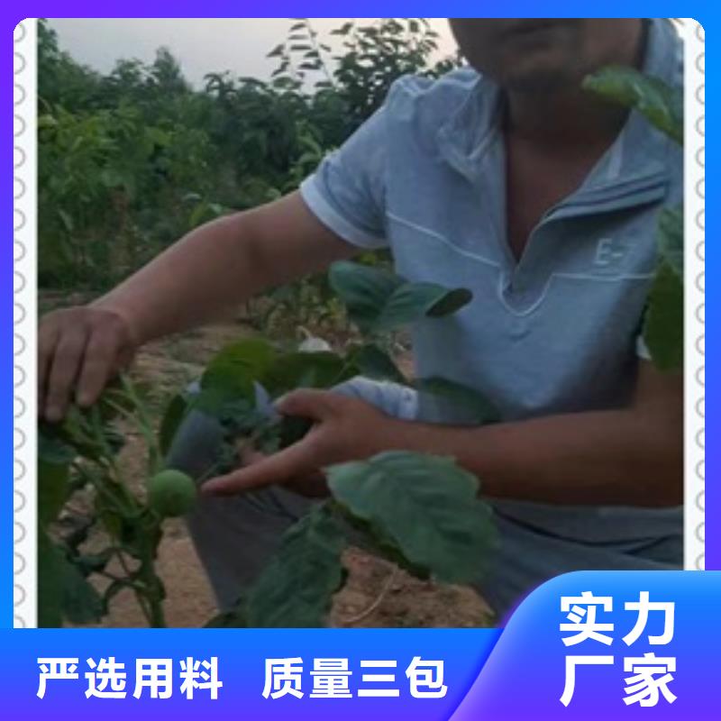 核桃苗梨树苗实力厂家
