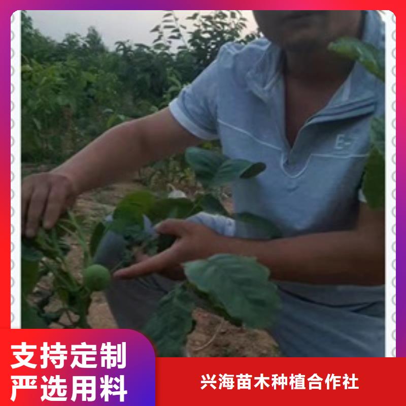 核桃苗梨树苗实力厂家