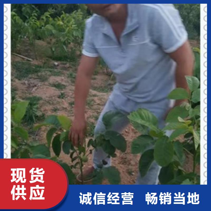 核桃苗板栗苗根據(jù)要求定制