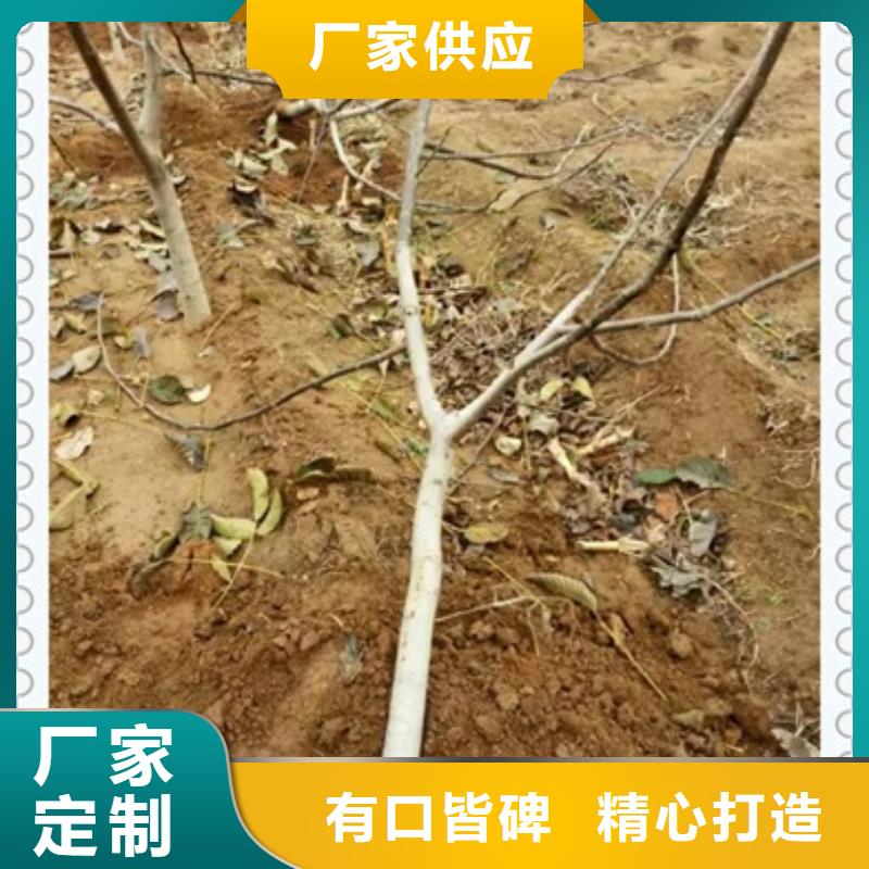 核桃苗李子苗货源足质量好