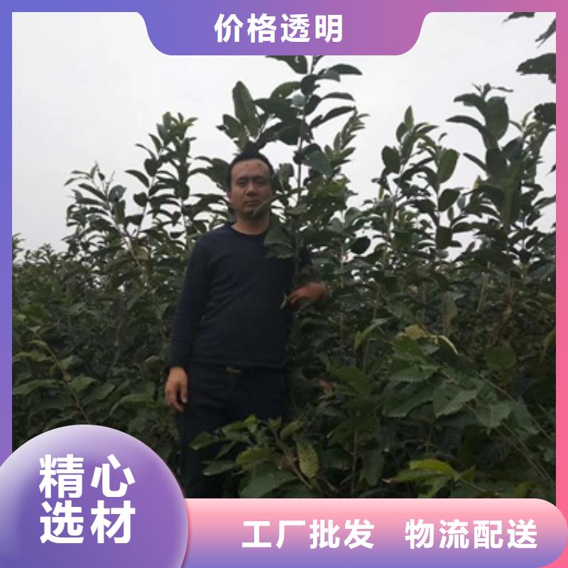 【板栗苗】_桃树苗优质原料-兴海苗木种植社(雅安市分公司)