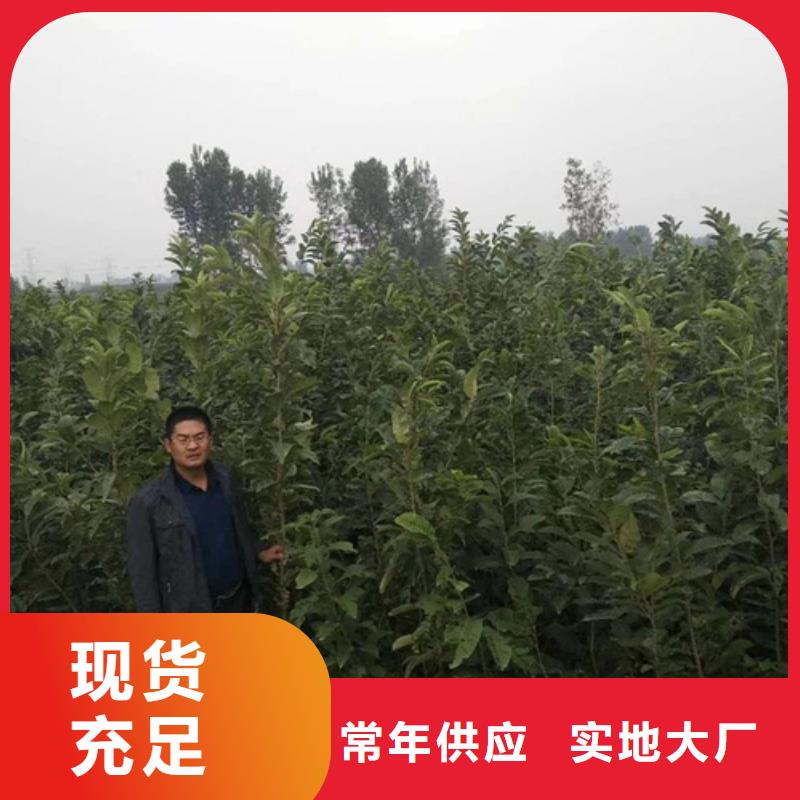 板栗苗花椒苗质检严格放心品质