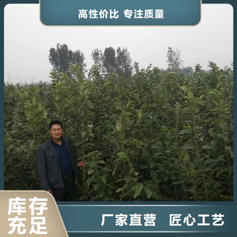 板栗苗梨树苗服务始终如一