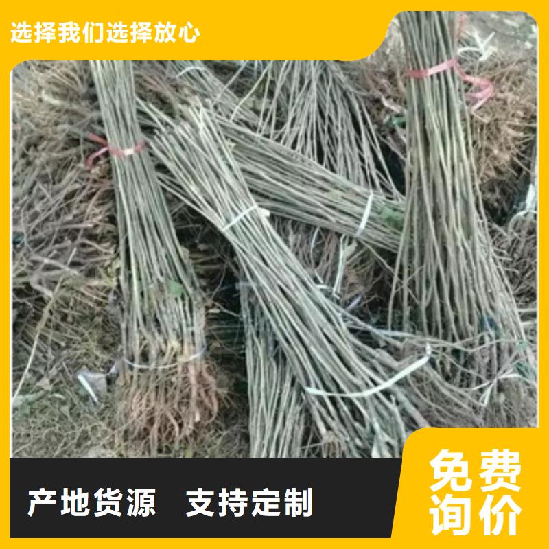 【板栗苗】_桃树苗优质原料-兴海苗木种植社(雅安市分公司)