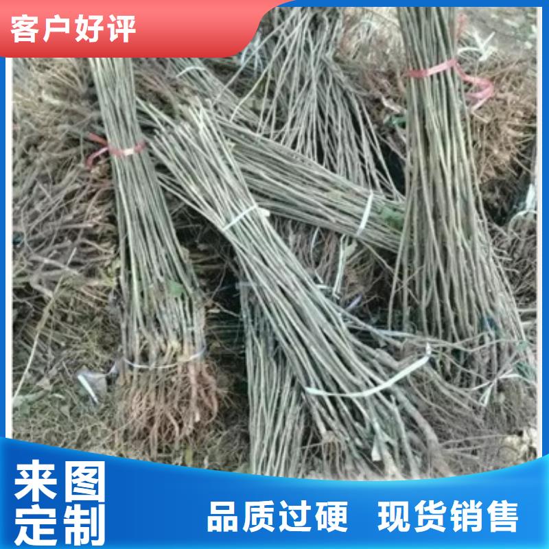 板栗苗_花椒苗厂家直发