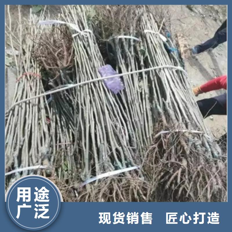 板栗苗一对一为您服务|香格里拉|德钦|大理|临沧|怒江|保山|丽江|昆明货源