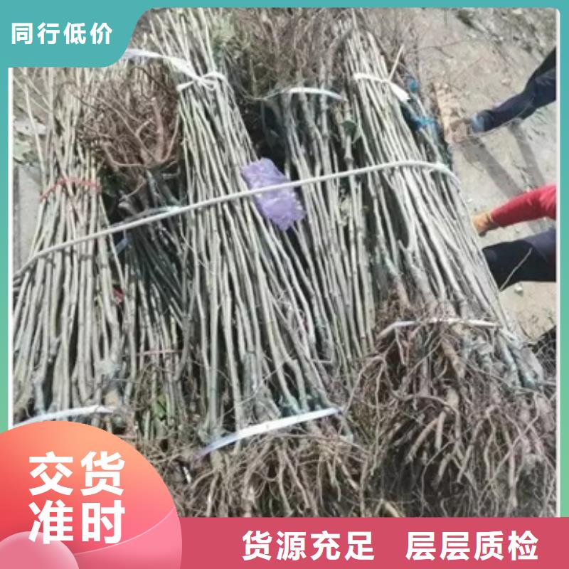 板栗苗卓越品质保障