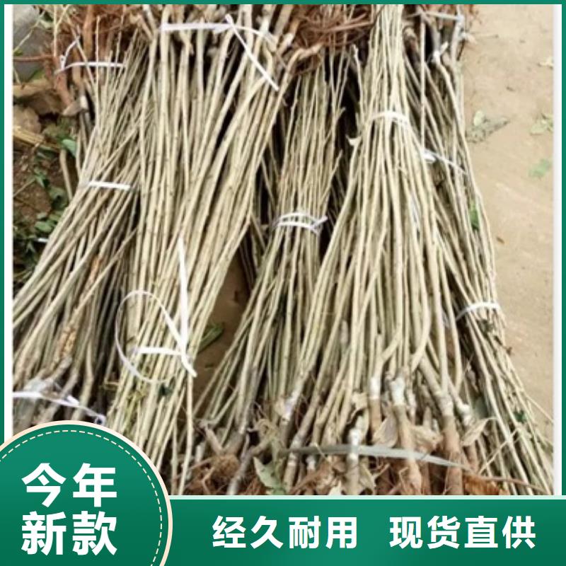 板栗苗梨树苗服务始终如一