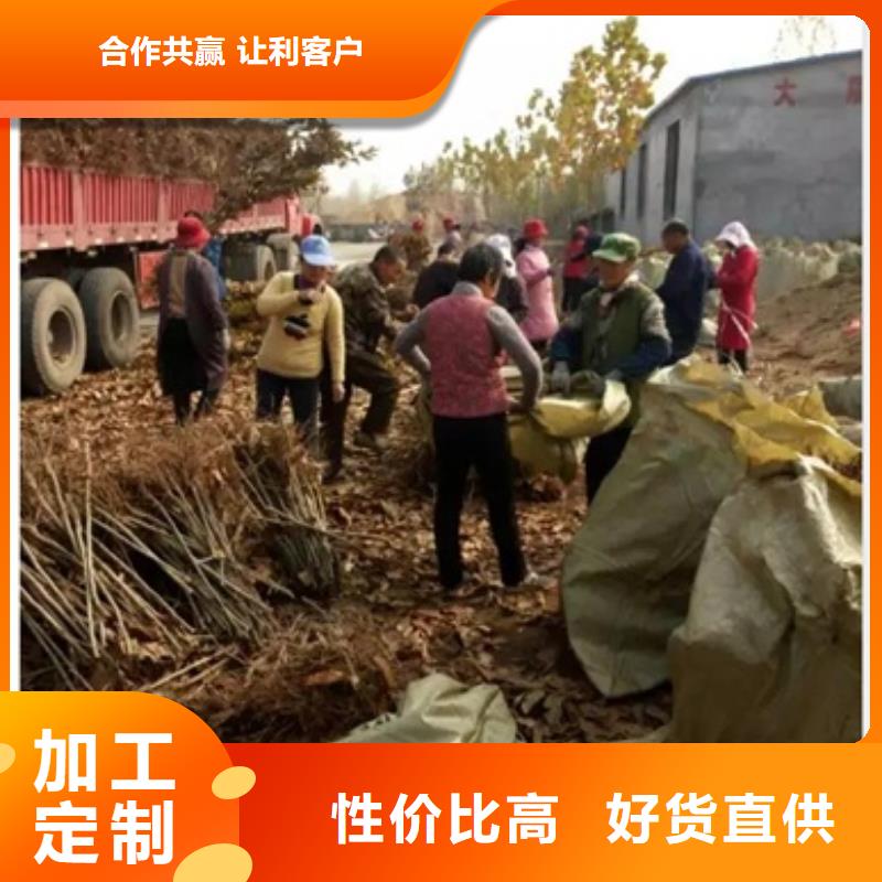 板栗苗一对一为您服务|香格里拉|德钦|大理|临沧|怒江|保山|丽江|昆明货源