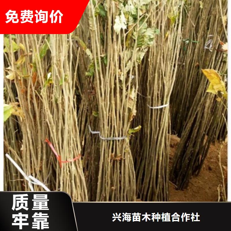 【板栗苗】_桃树苗优质原料-兴海苗木种植社(雅安市分公司)