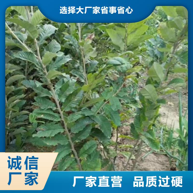 板栗苗葡萄苗货源足质量好
