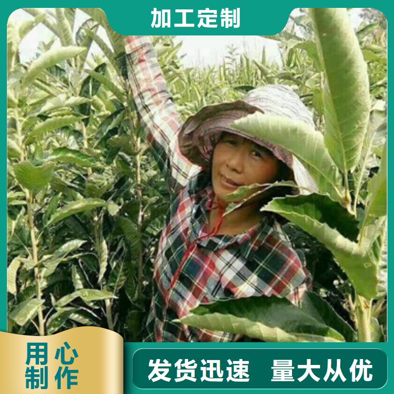 【板栗苗】_桃树苗优质原料兴海核桃苗