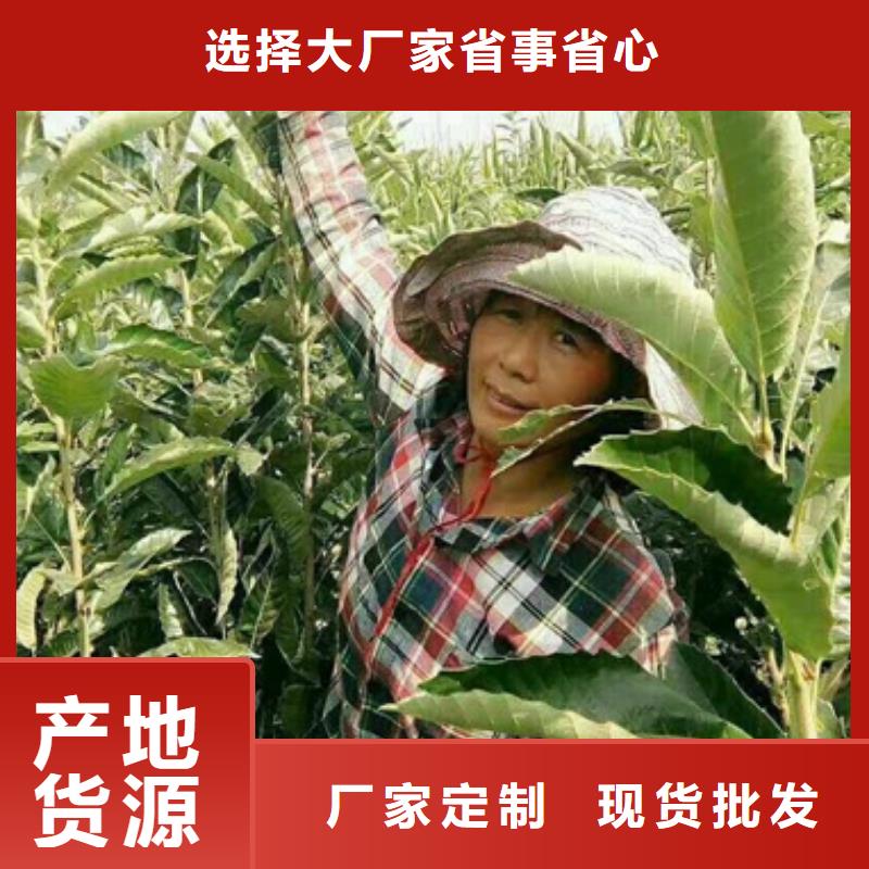 精品选购板栗苗一对一为您服务
