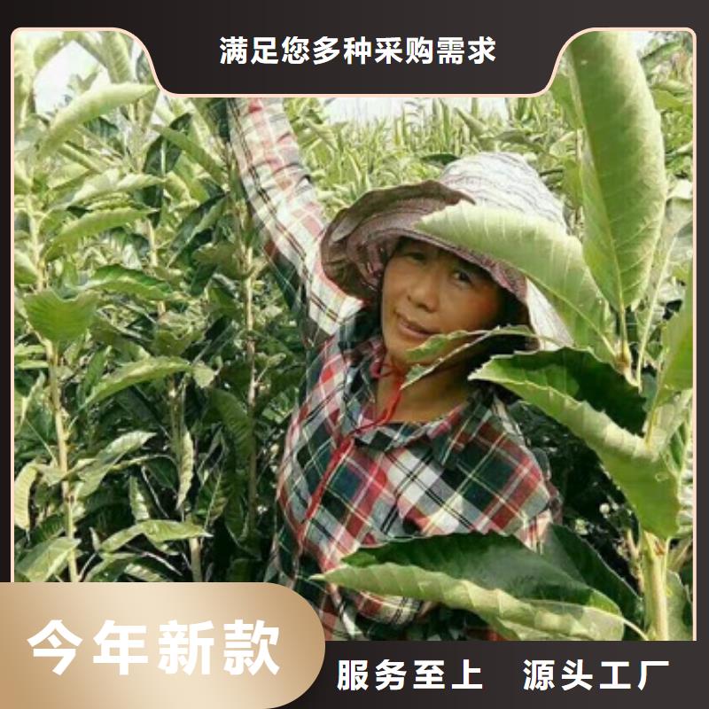 定金锁价【板栗苗】 山楂苗检验发货