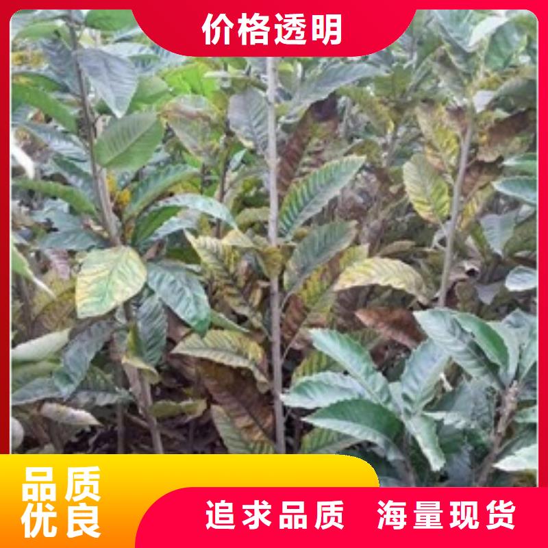 板栗苗梨树苗服务始终如一