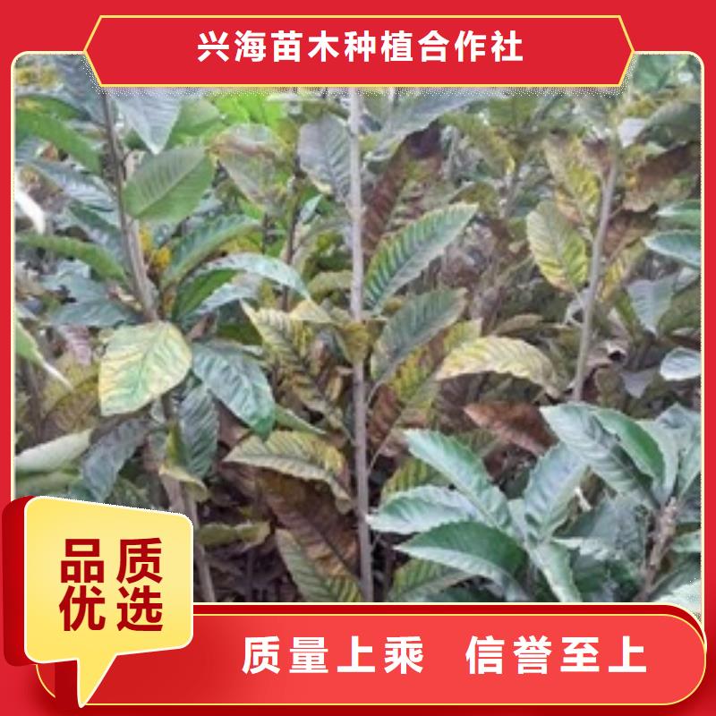 板栗苗藍莓苗產地廠家直銷