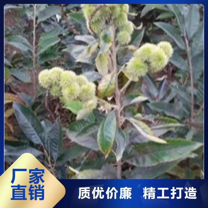 板栗苗,苹果苗实拍品质保障