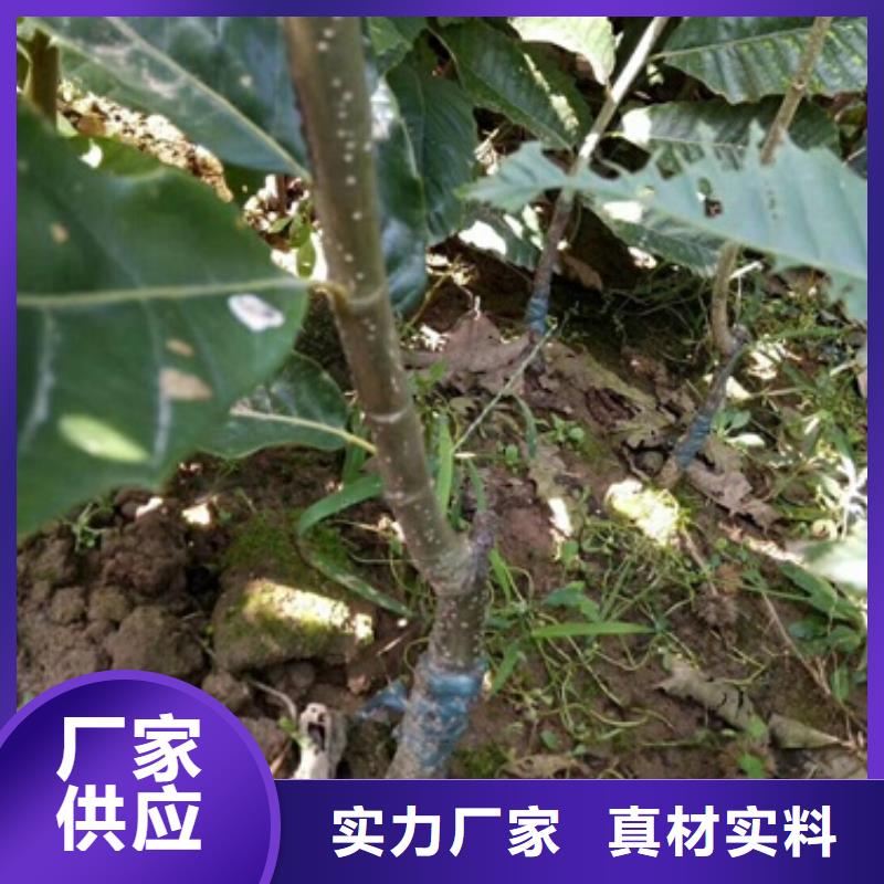 板栗苗,苹果苗实拍品质保障