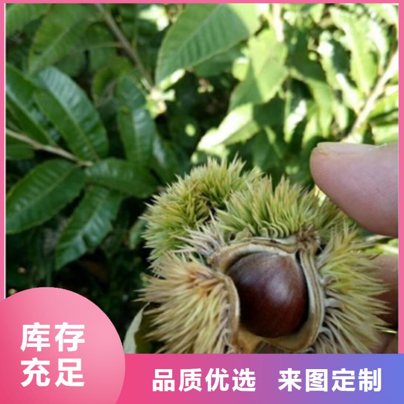 板栗苗,苹果苗实拍品质保障