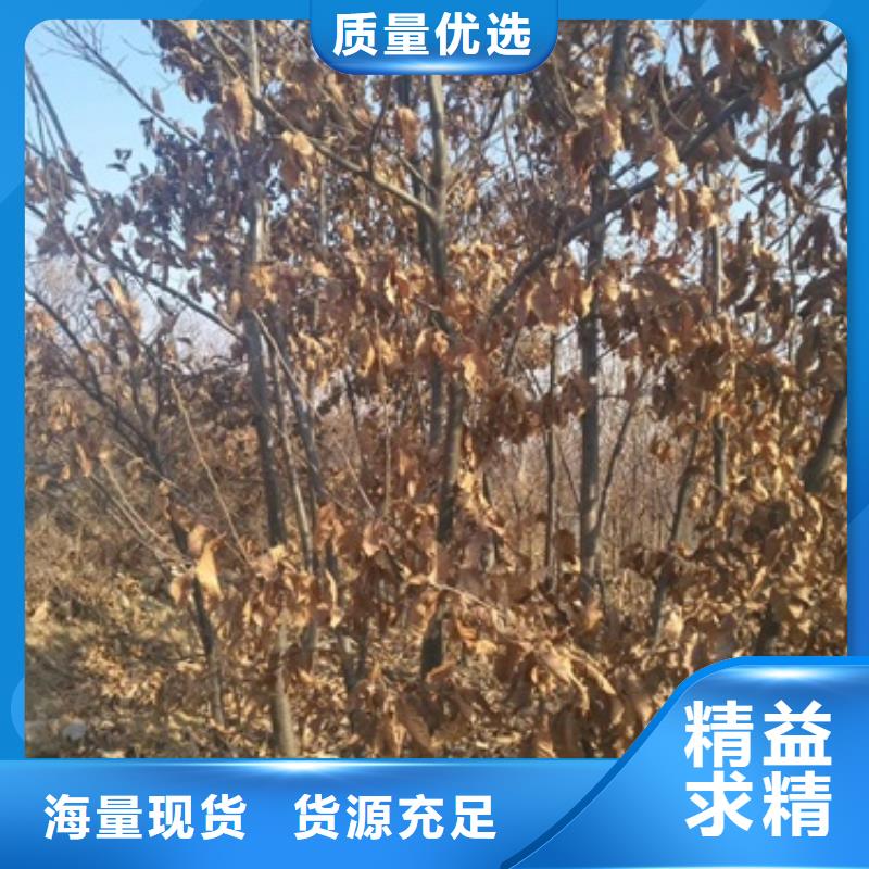 板栗苗梨树苗讲信誉保质量