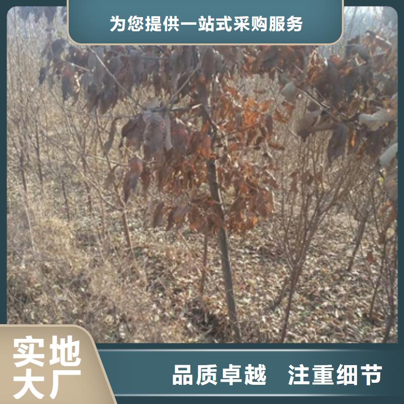 精品选购板栗苗一对一为您服务