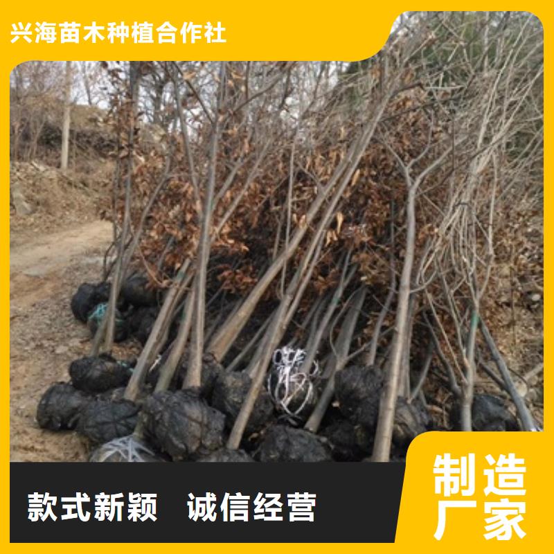 板栗苗花椒苗质检严格放心品质