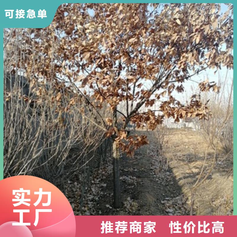 【板栗苗】,李子苗选择大厂家省事省心