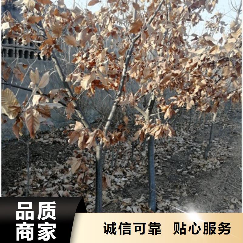 板栗苗藍莓苗產地廠家直銷