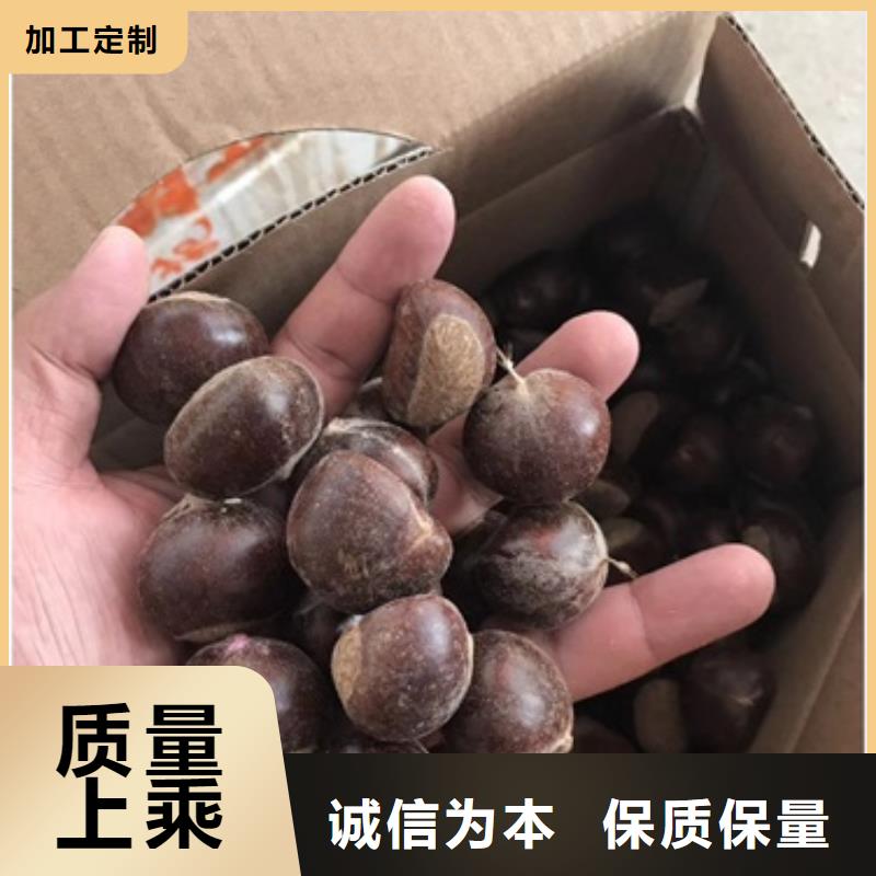 【板栗苗】_桃树苗优质原料-兴海苗木种植社(雅安市分公司)