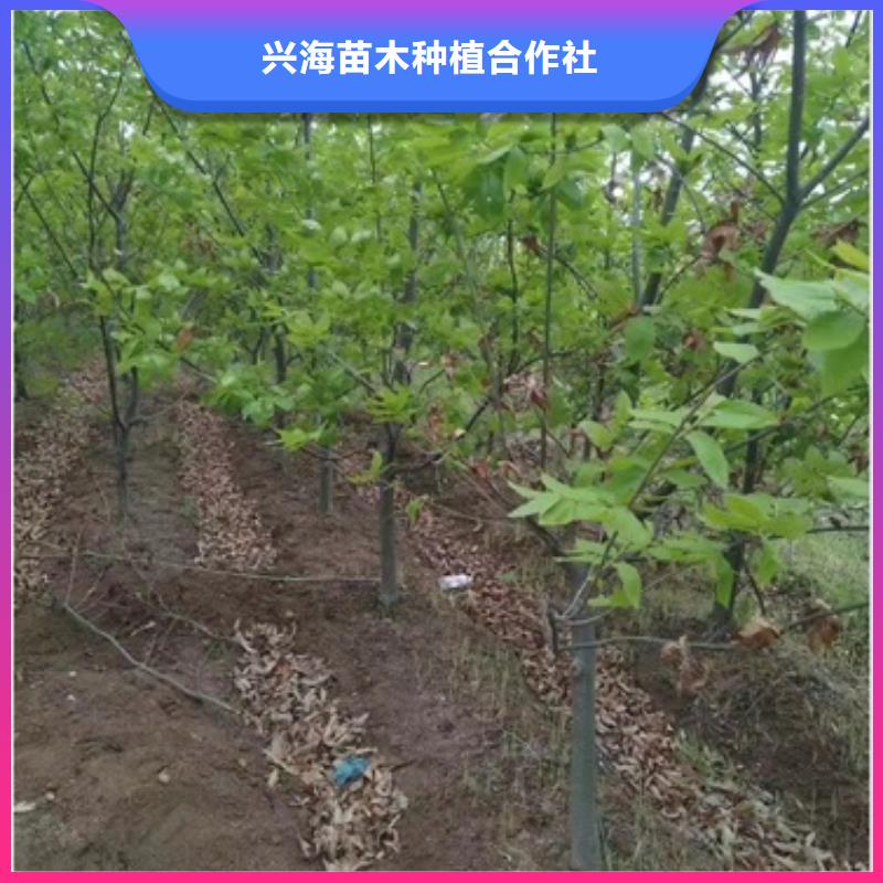 板栗苗货源充足