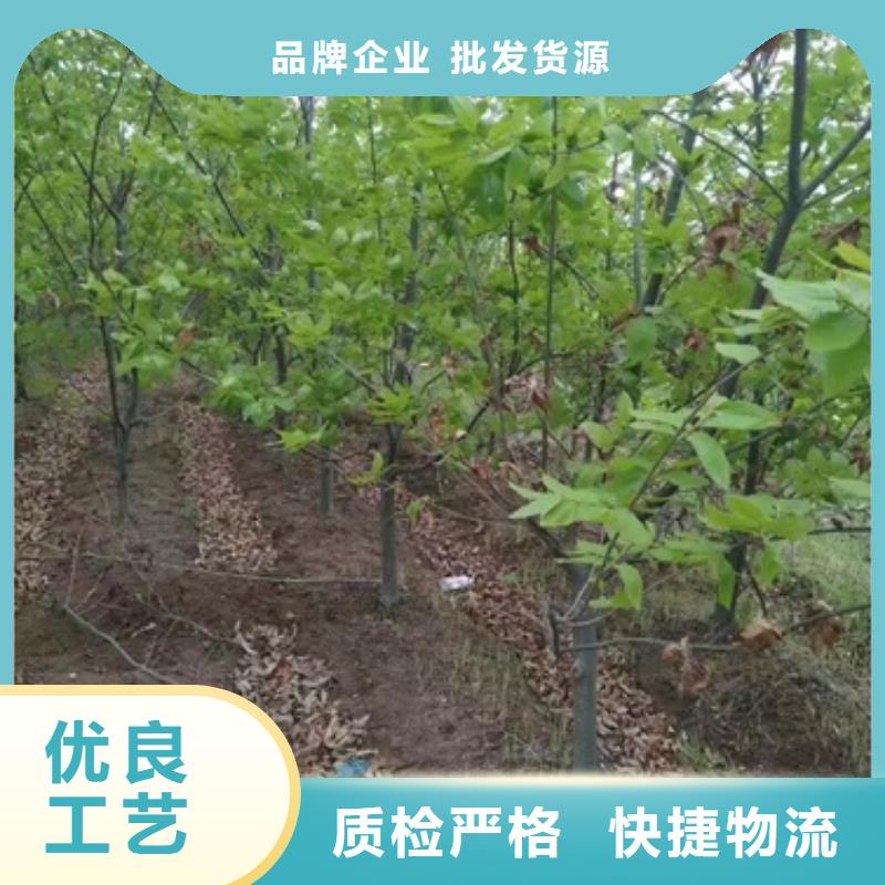 板栗苗【桃樹(shù)苗】好品質(zhì)用的放心
