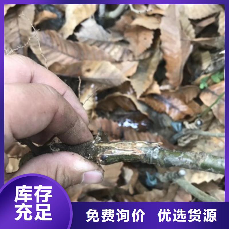 [香港]周边兴海板栗苗 梨树苗应用范围广泛