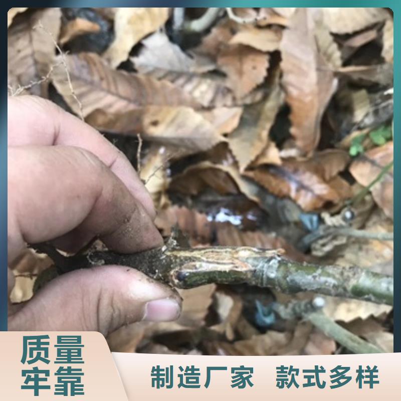 板栗苗梨树苗本地配送