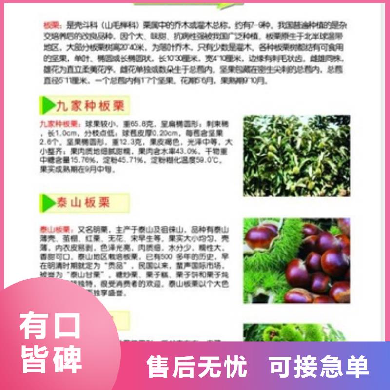 [香港]周边兴海板栗苗 梨树苗应用范围广泛