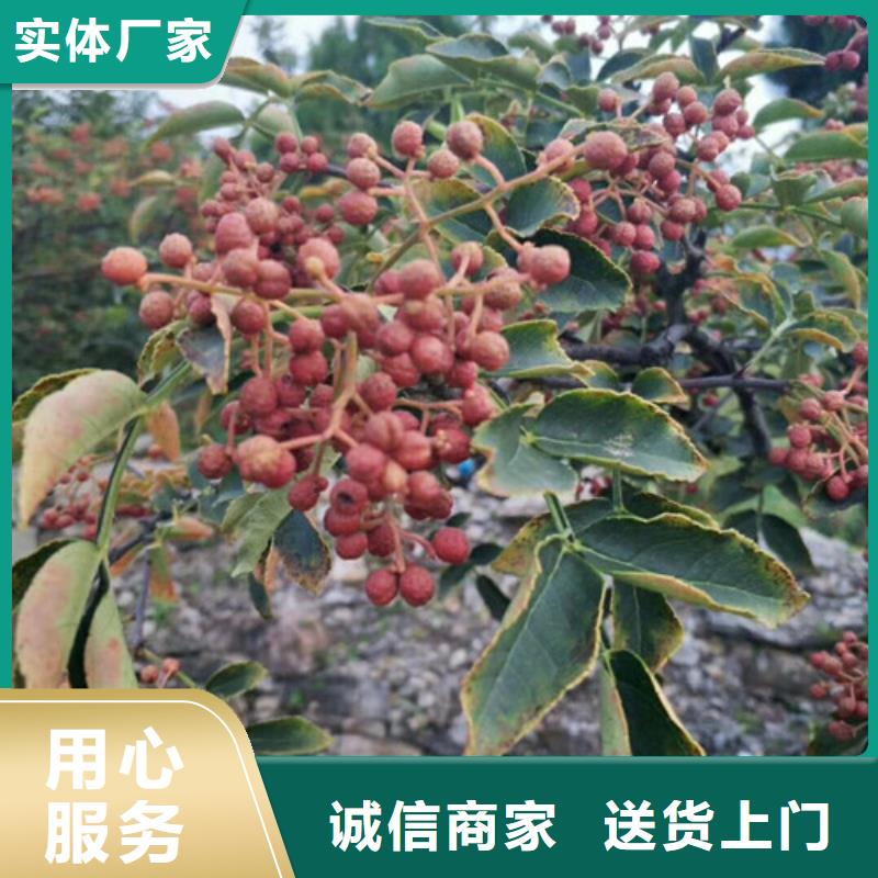 海曙|奉化|丽水|绍兴|杭州|舟山|台州【花椒苗】苹果苗无中间商厂家直销-兴海苗木种植社(宁波市分公司)