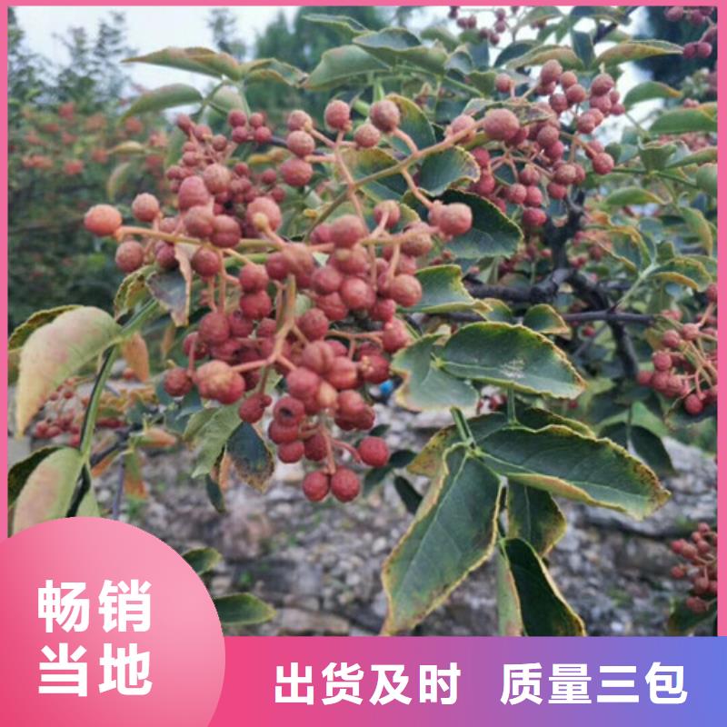 【花椒苗蓝莓苗大品牌值得信赖】