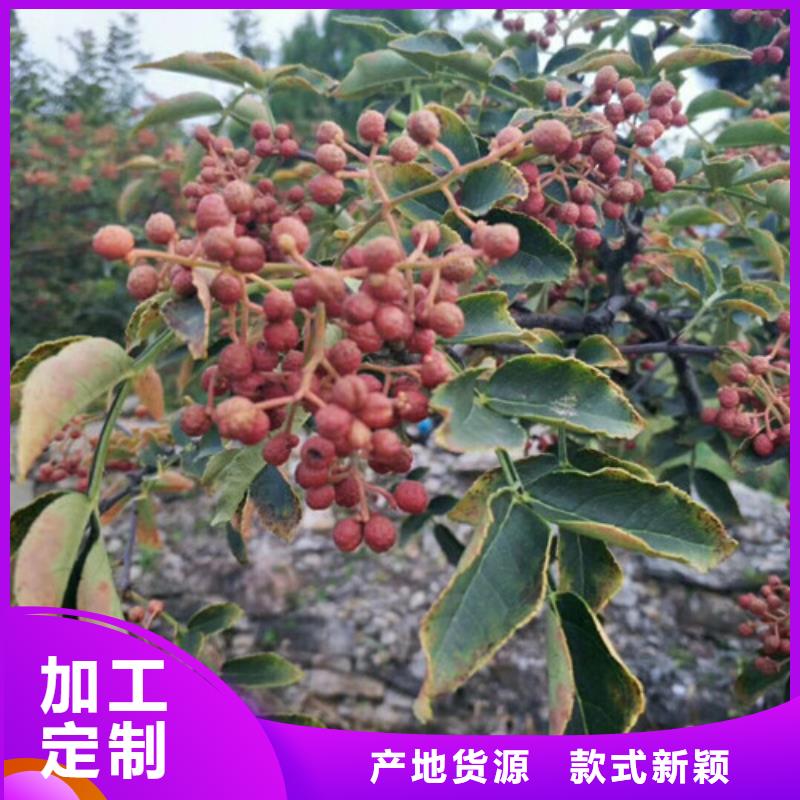 花椒苗桃树苗为您精心挑选